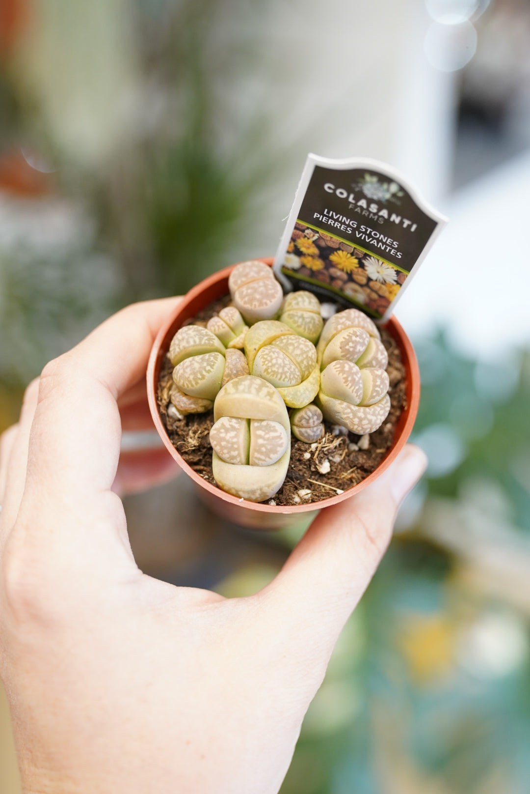 Lithops