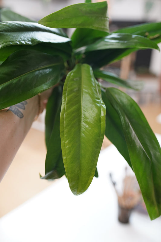 Anthurium bakeri