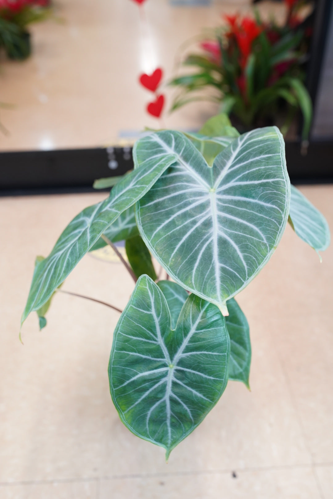 Alocasia Ivory Coast