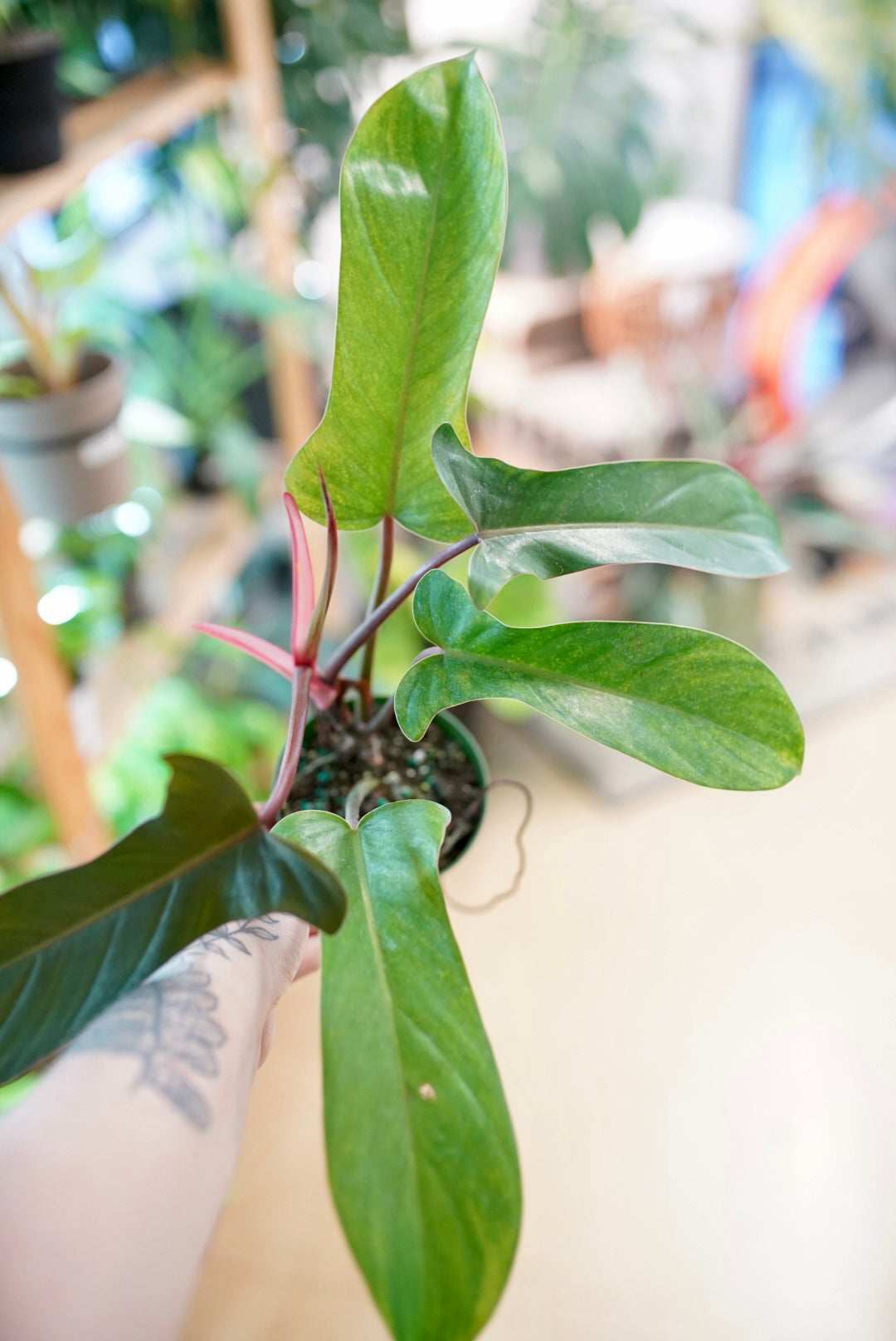 Philodendron Florida Bronze