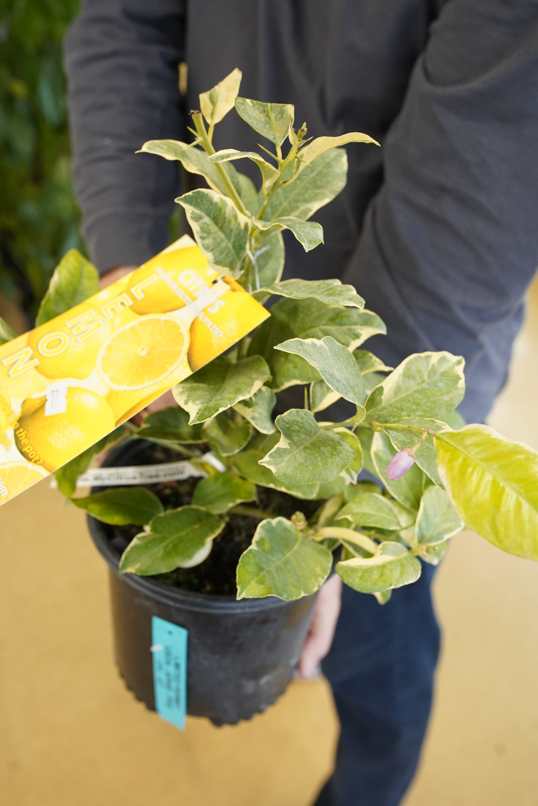 Pink Variegated Lemon Tree ‘Pink Lemonade’