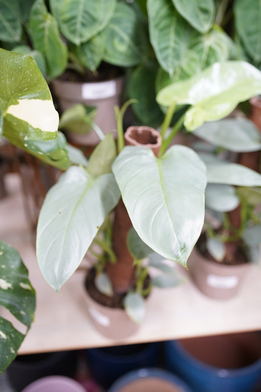 Philodendron Silver Sword