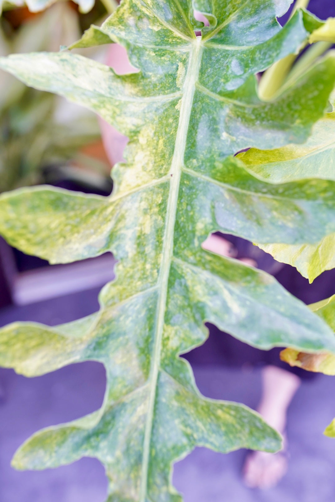 Variegated Philodendron 'Bob Cee'