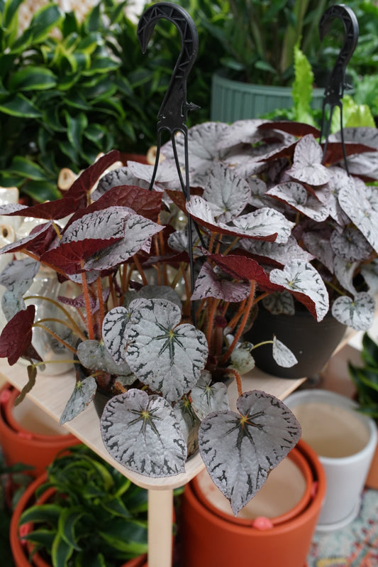 Begonia Rex ‘Spirit of Bali”