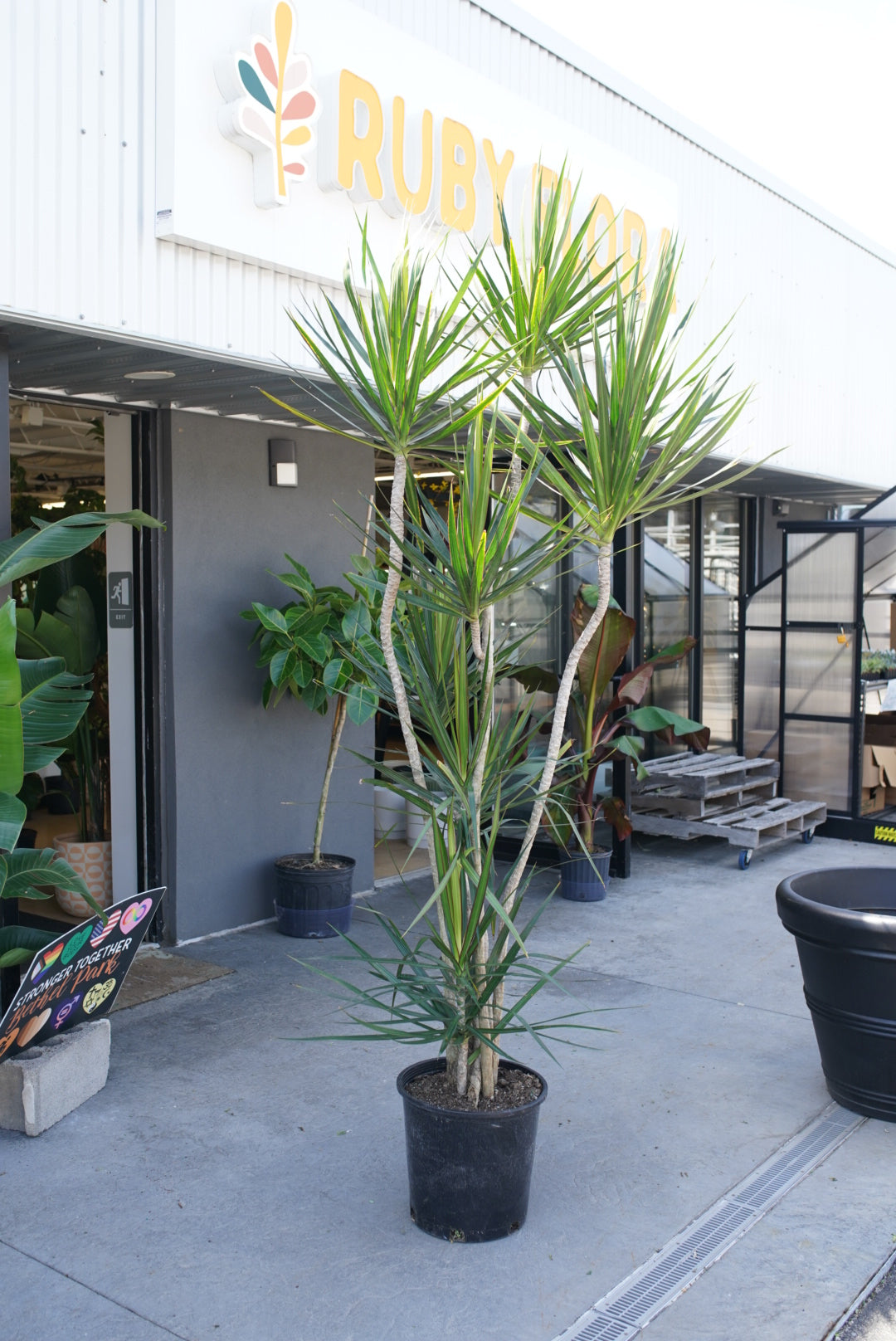 Dracaena Marginata Freestyle