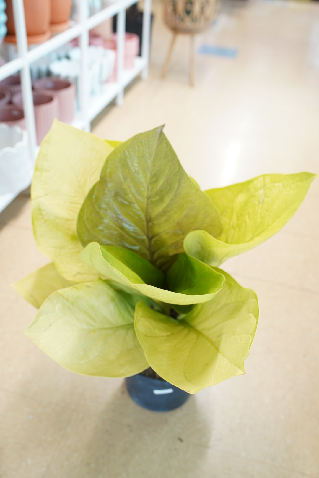 Anthurium King of Kings – Ruby Flora Plant Shop