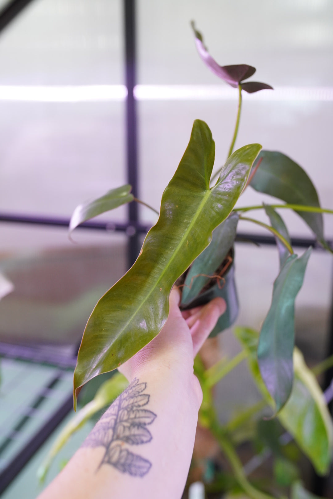 Philodendron Atabapoense
