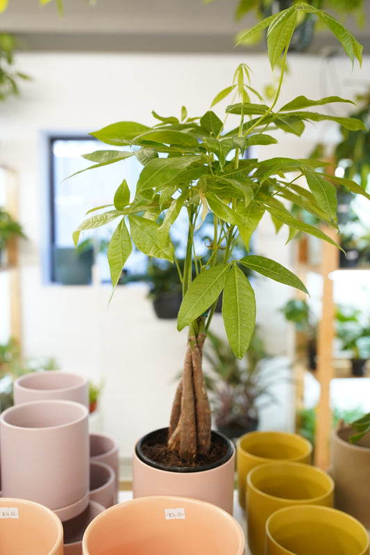 Braided Money Tree