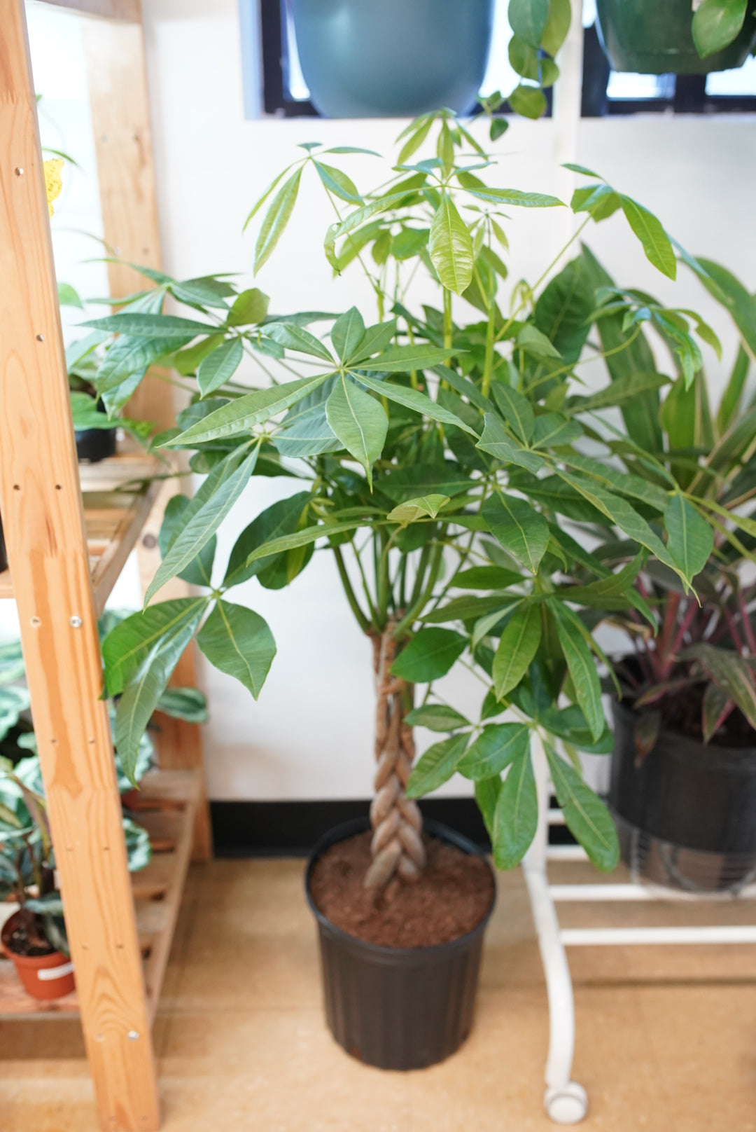 Money Tree (Pachira)
