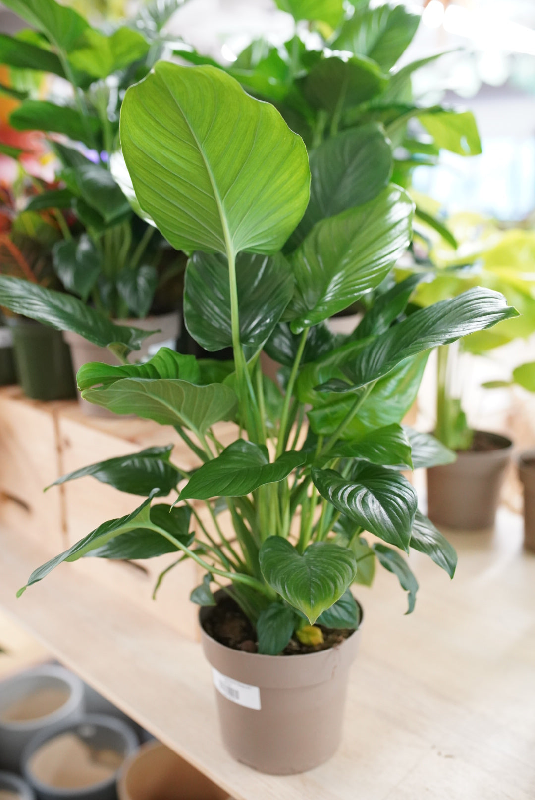 Homalomena Rubescens