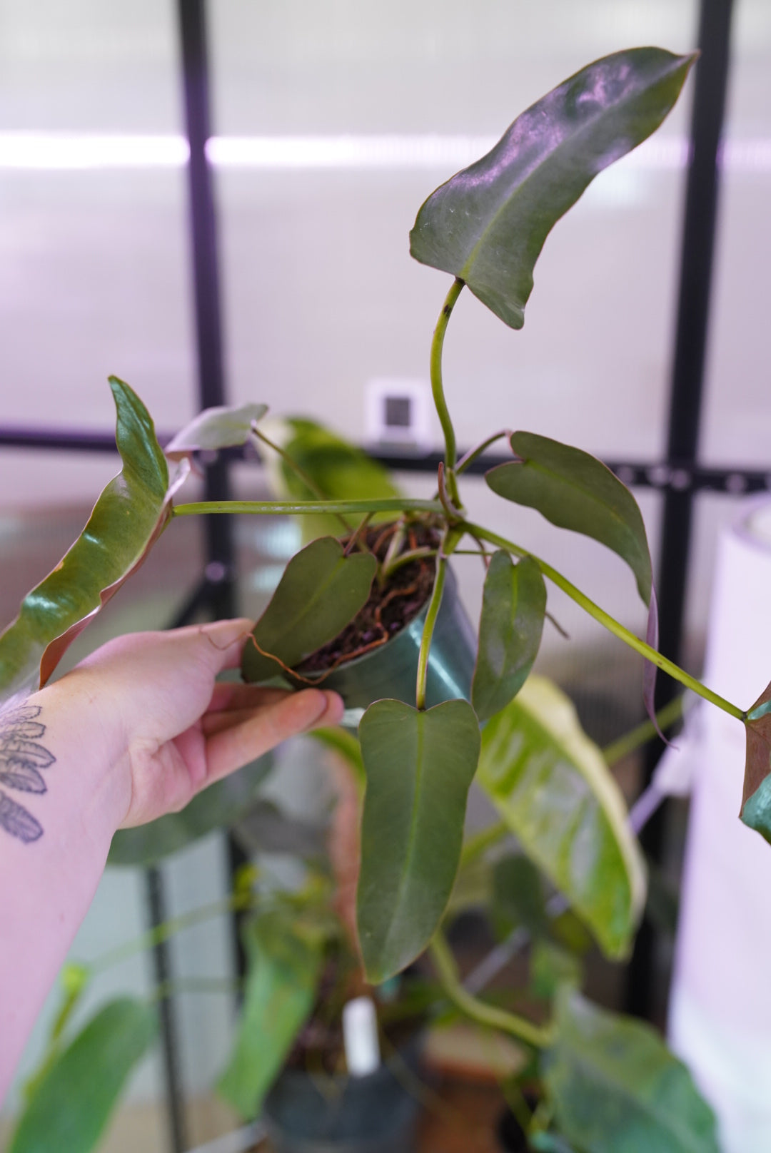 Philodendron Atabapoense