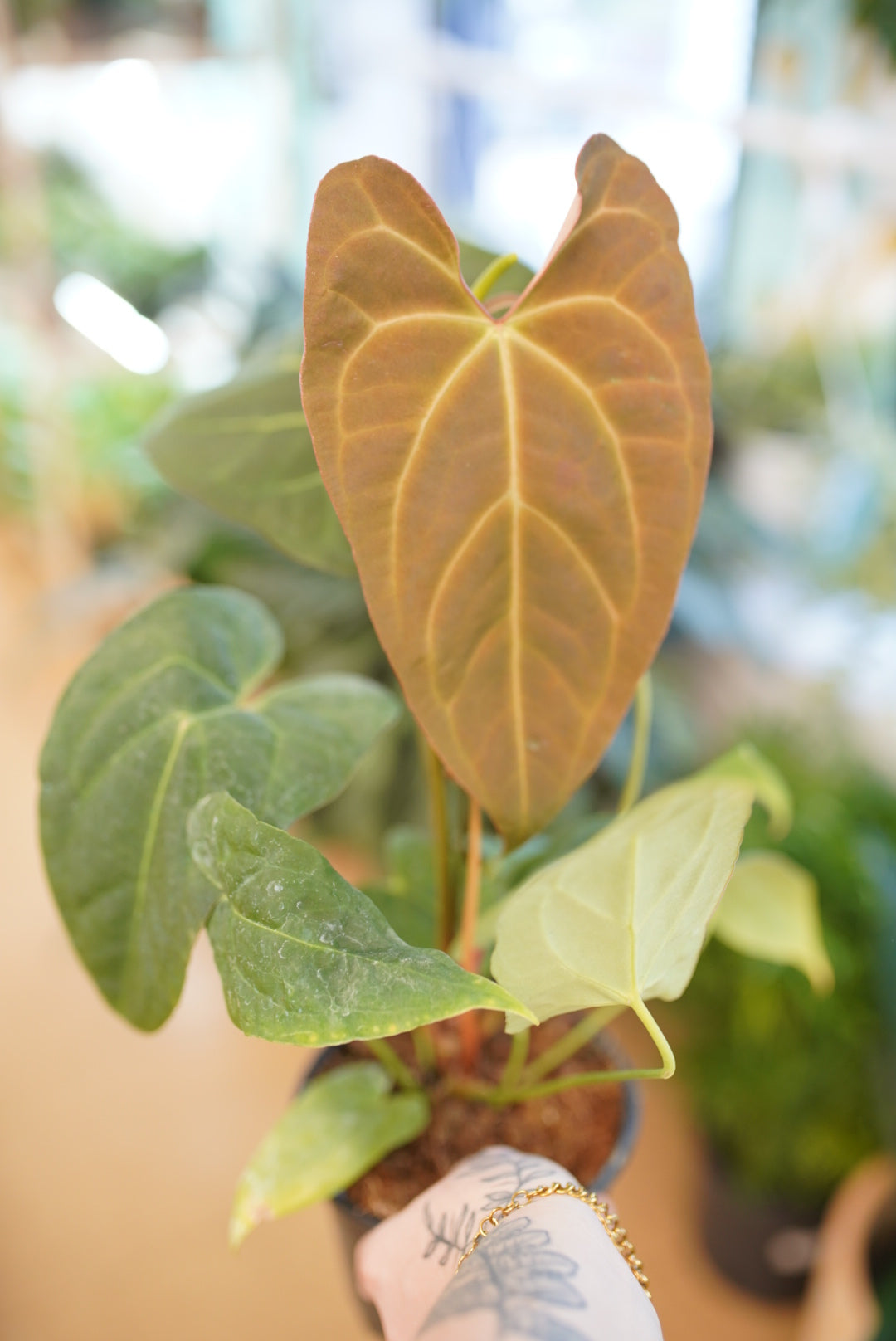 Anthurium Red Crystal x Crystallinum