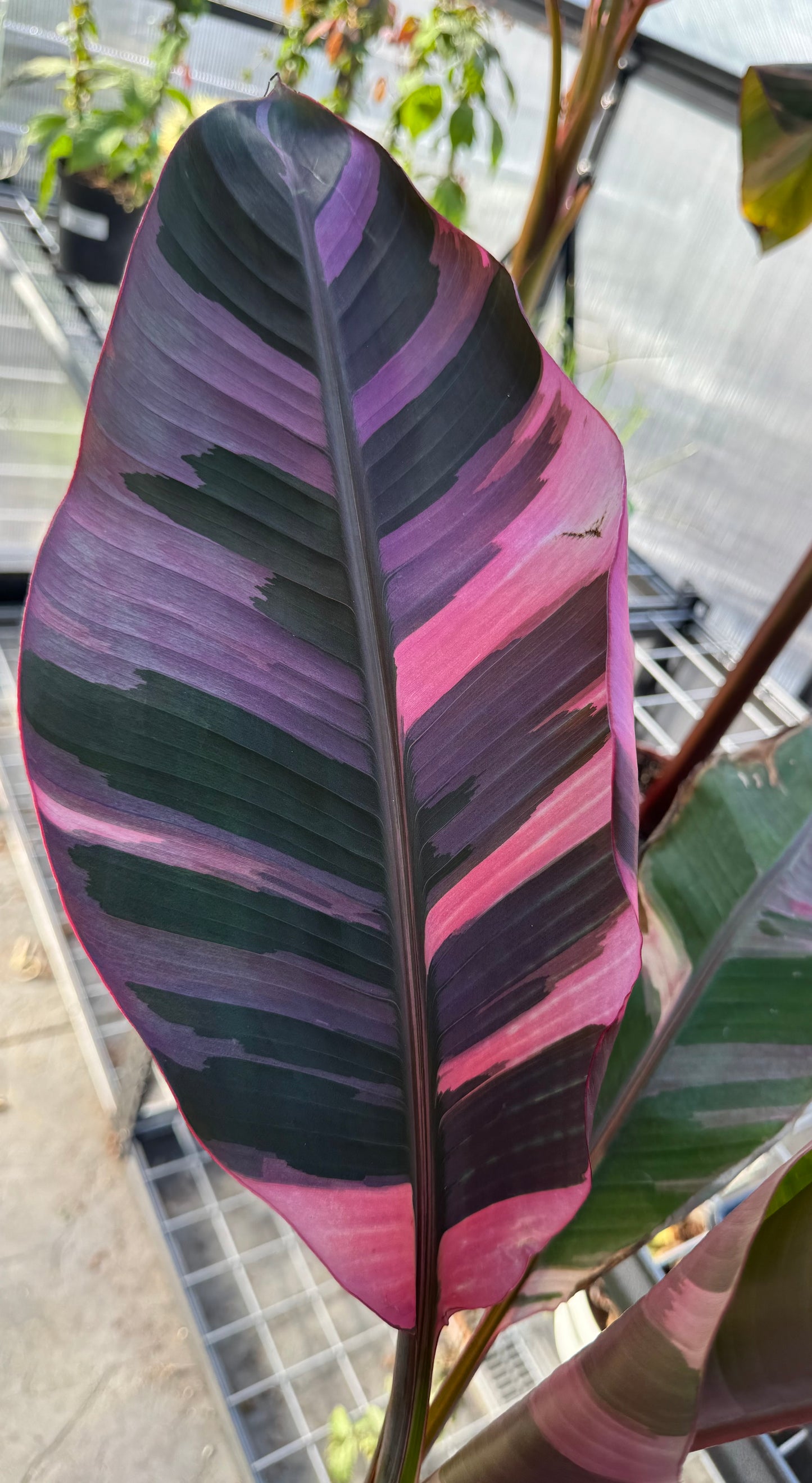Musa Pink Nono Variegated Banana
