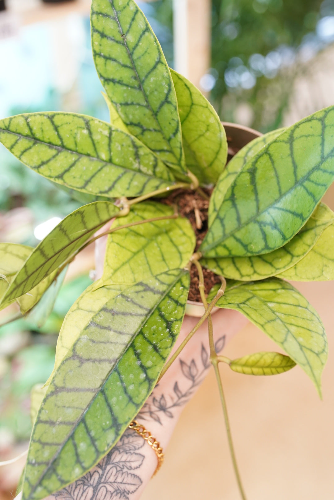 Hoya callistophylla 'KAL 16'