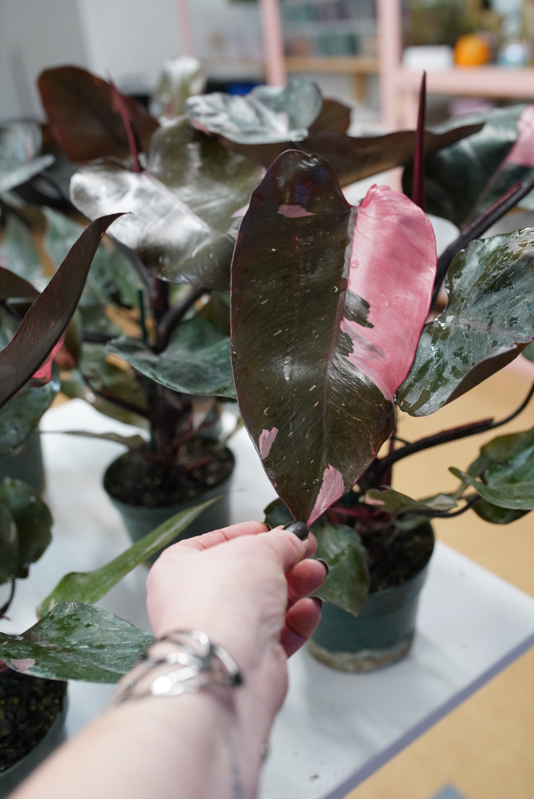 Philodendron Pink Princess