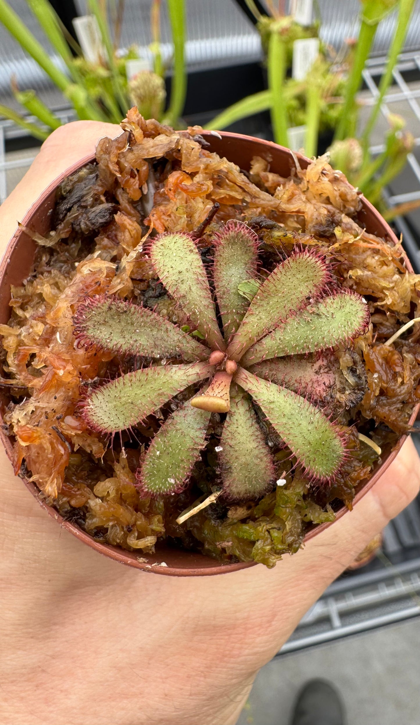 Drosera Burmannii (sundews)