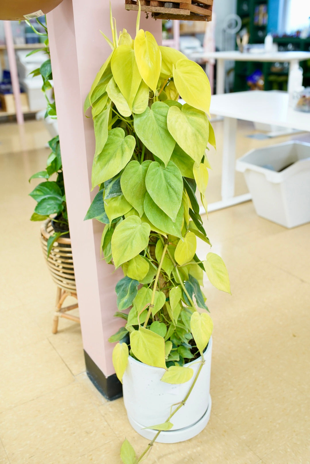 Philodendron cordatum  'Lemon Lime'