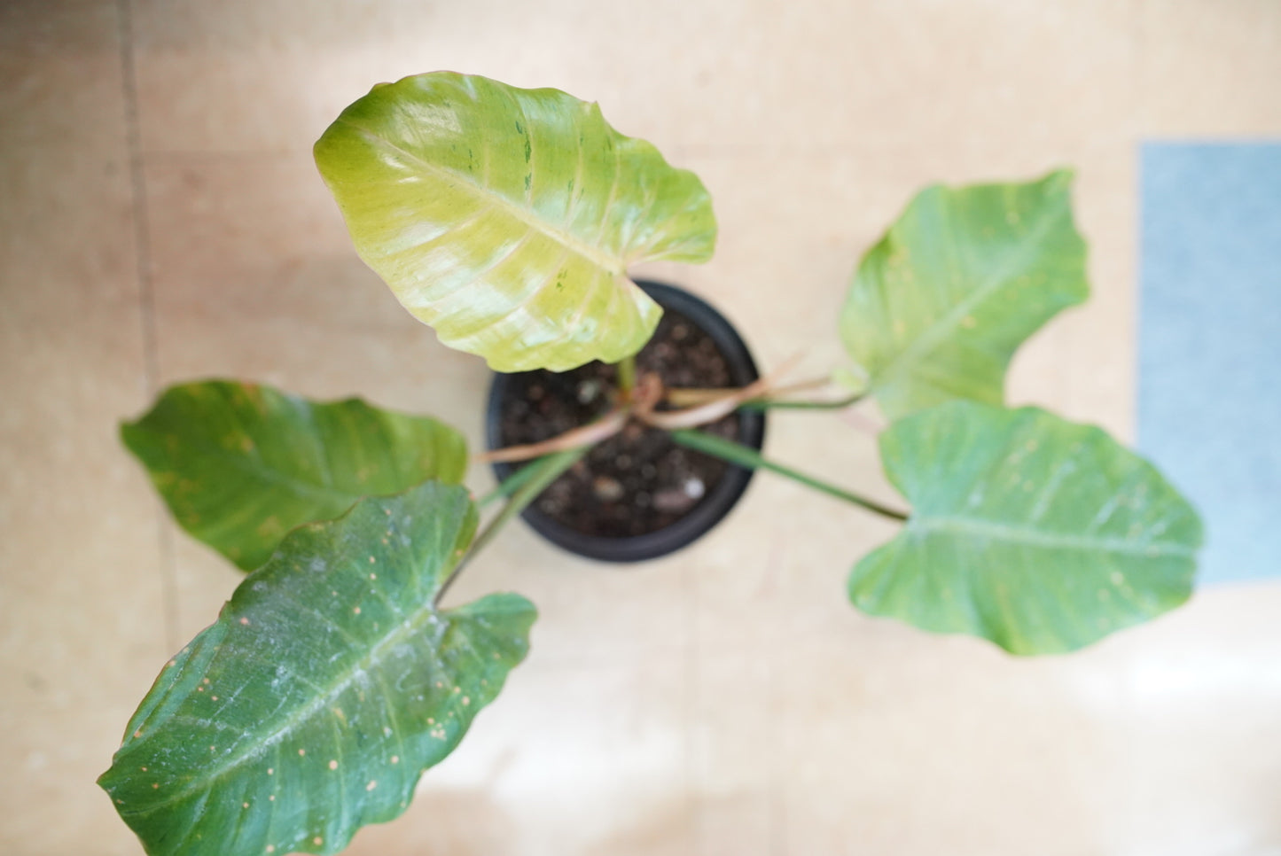 Philodendron Snowdrift