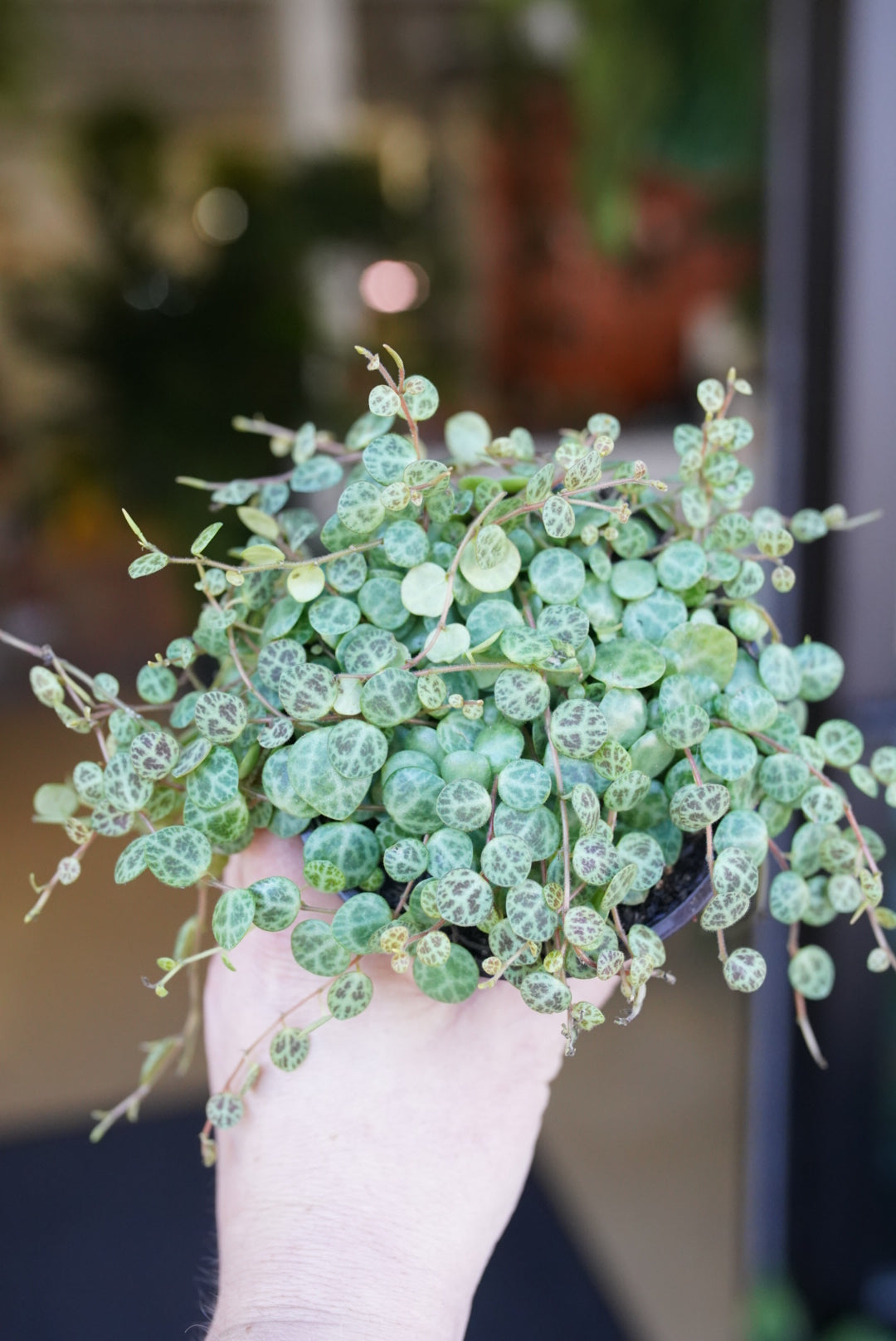 Peperomia prostrata - String Of Turtles