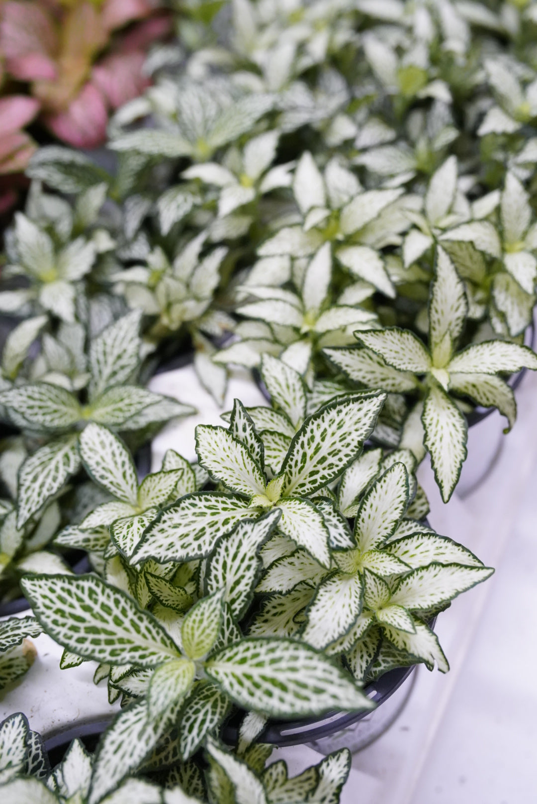 Fittonia-White