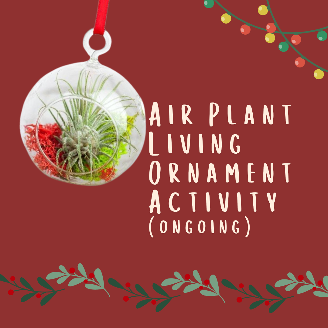 Air Plant Living Ornament: Ongoing Workshop - Nov & Dec Dates