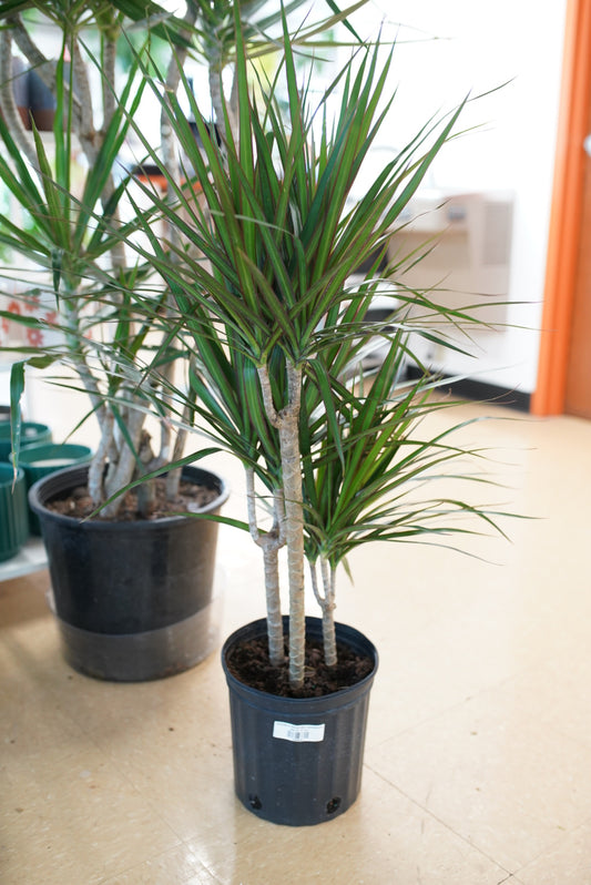 Dracaena Marginata Candelabra