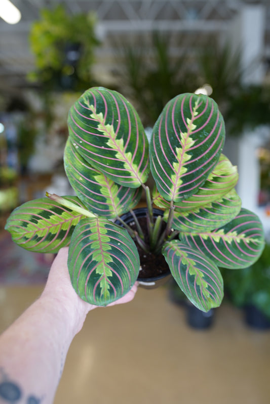 Red Maranta "Prayer Plant"