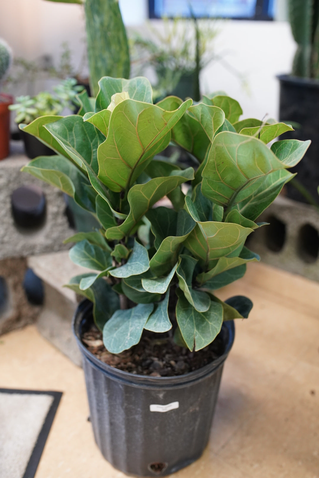 lollipop fiddle leaf fig Ficus lyrata 'Fiddle Leaf Fig' – Ruby Flora Plant Shop