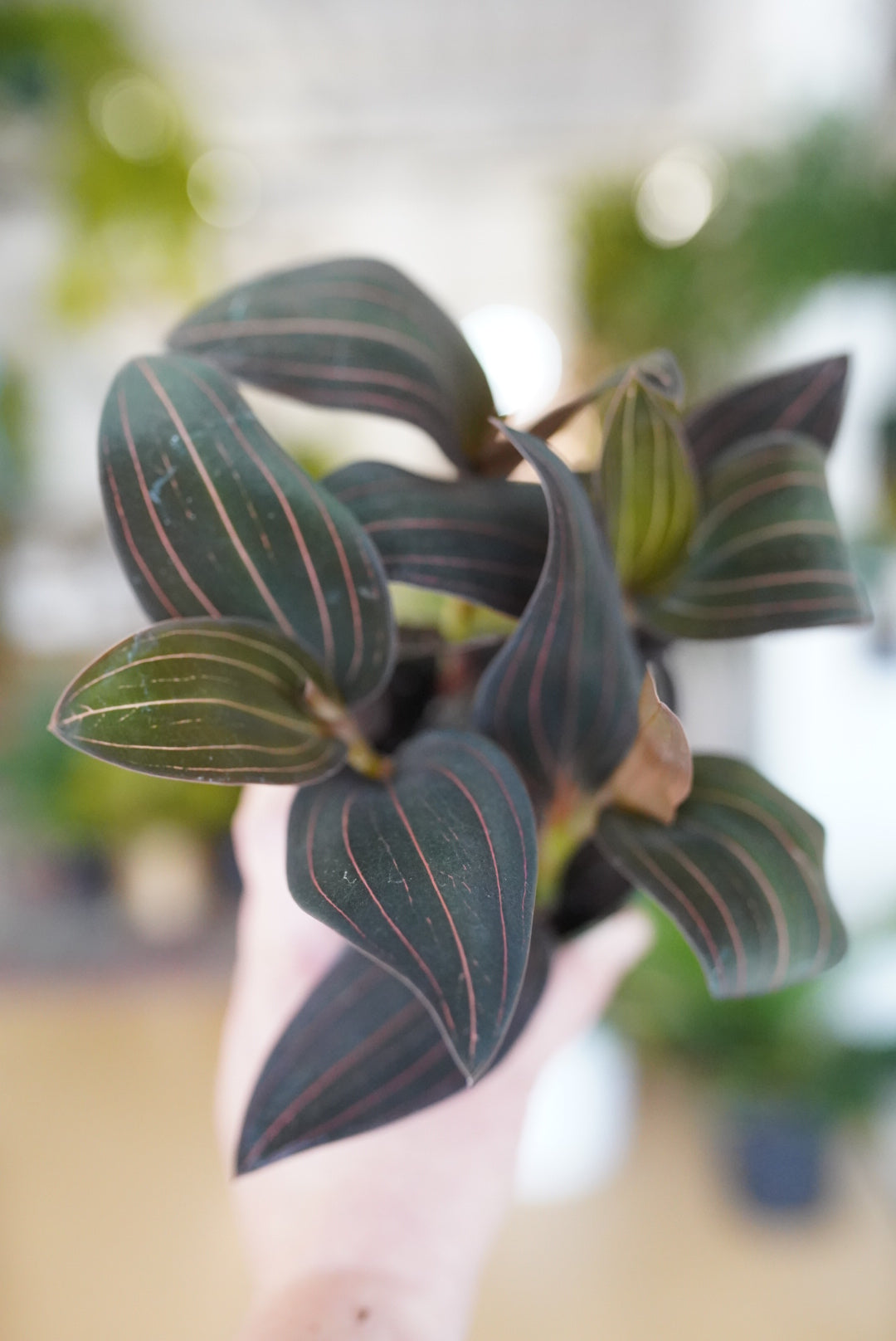 Ludisia Discolor 'Jewel Orchid'