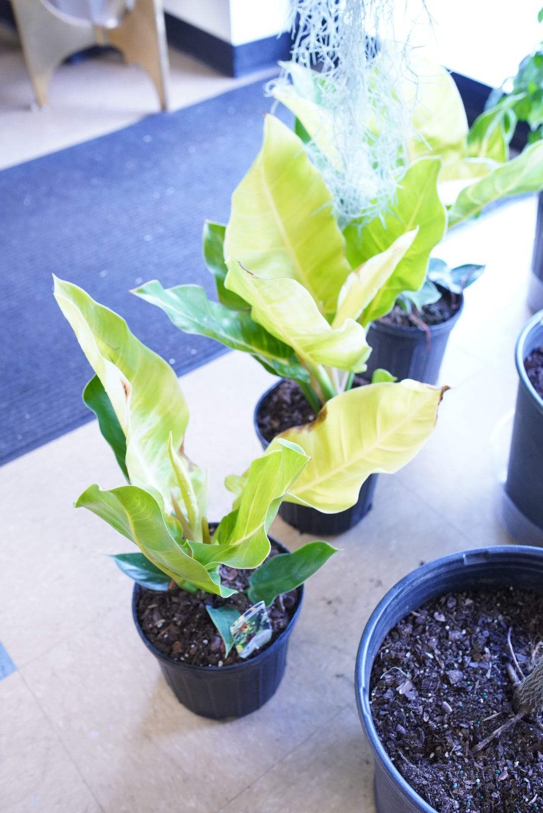 Philodendron Moonlight