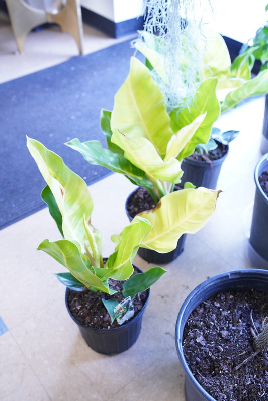 Moonlight Philodendron