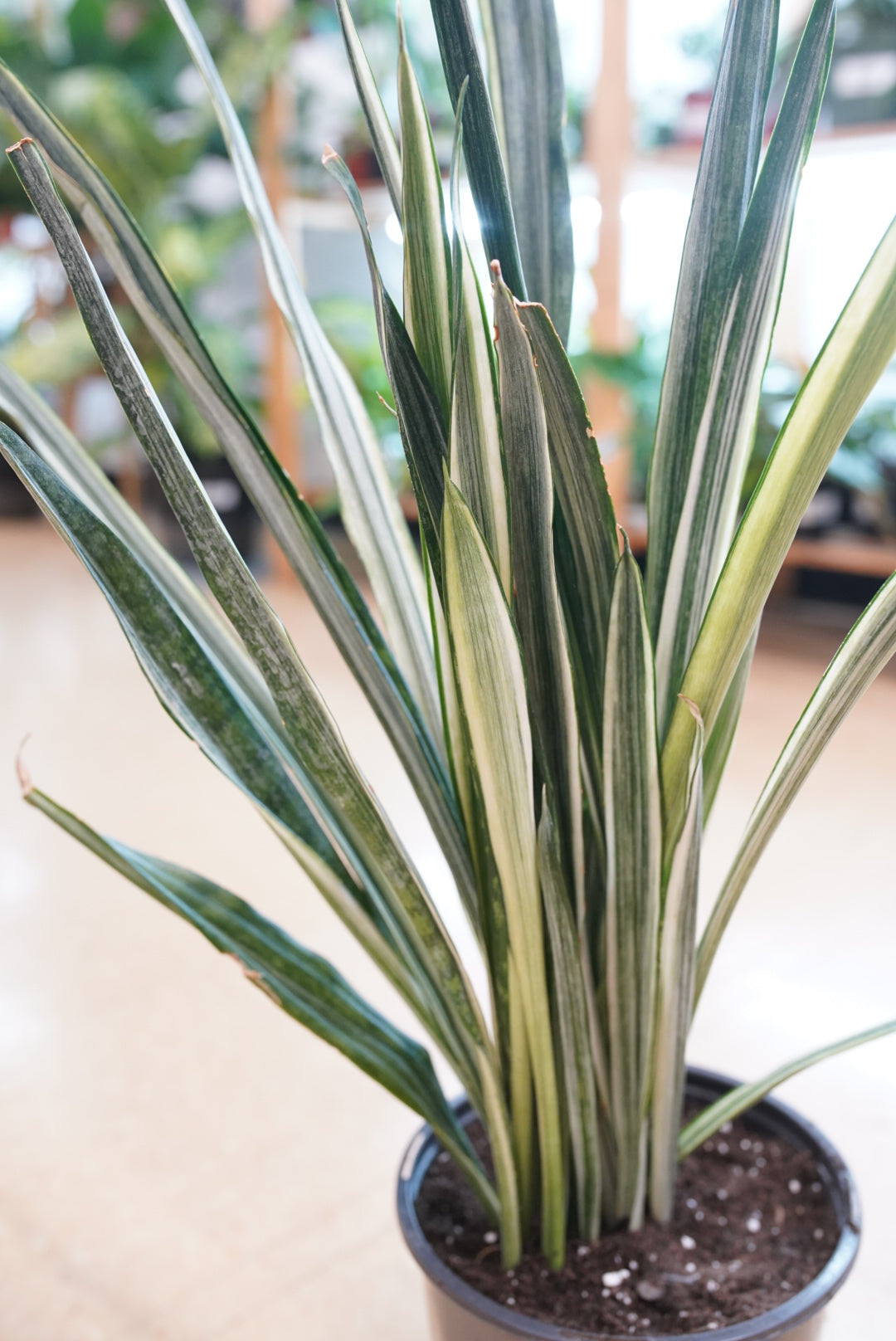 Sansevieria trifasciata 'Bantel's Sensation'