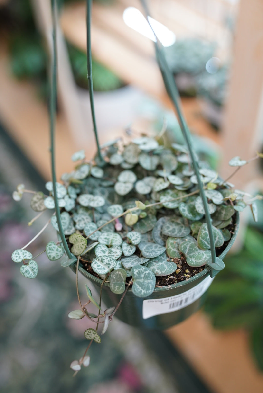 String of Hearts (Ceropegia woodii)
