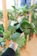Hoya Obovata Splash