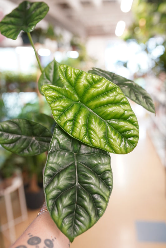 Alocasia sinuata "Quilted Dreams"