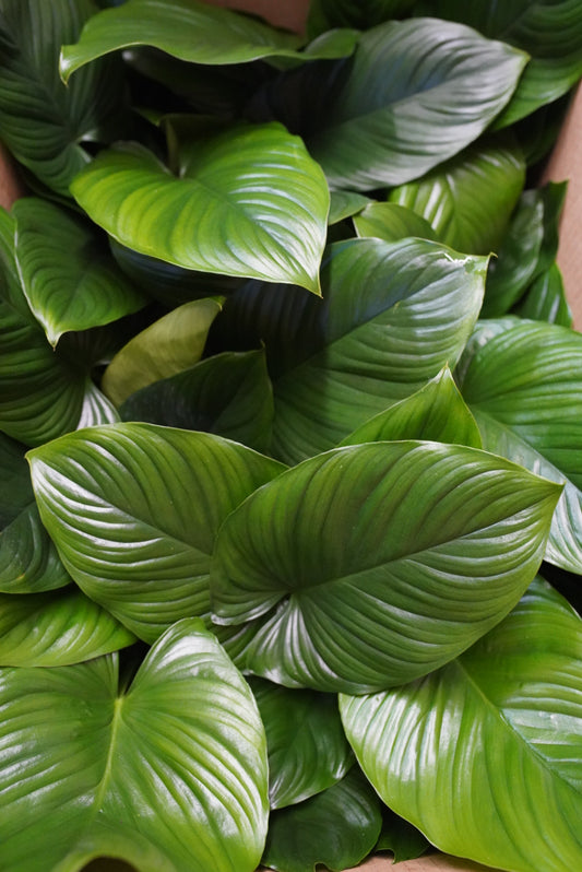 Homalomena Rubescens 'Green KT'