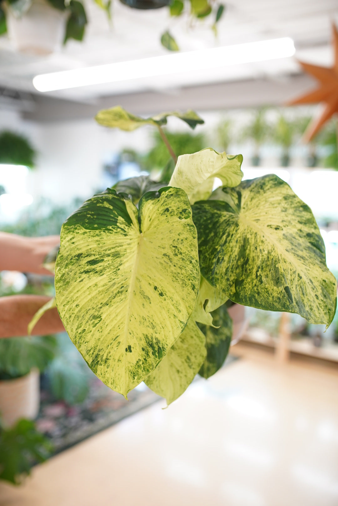 Variegated Homalomena rubescens