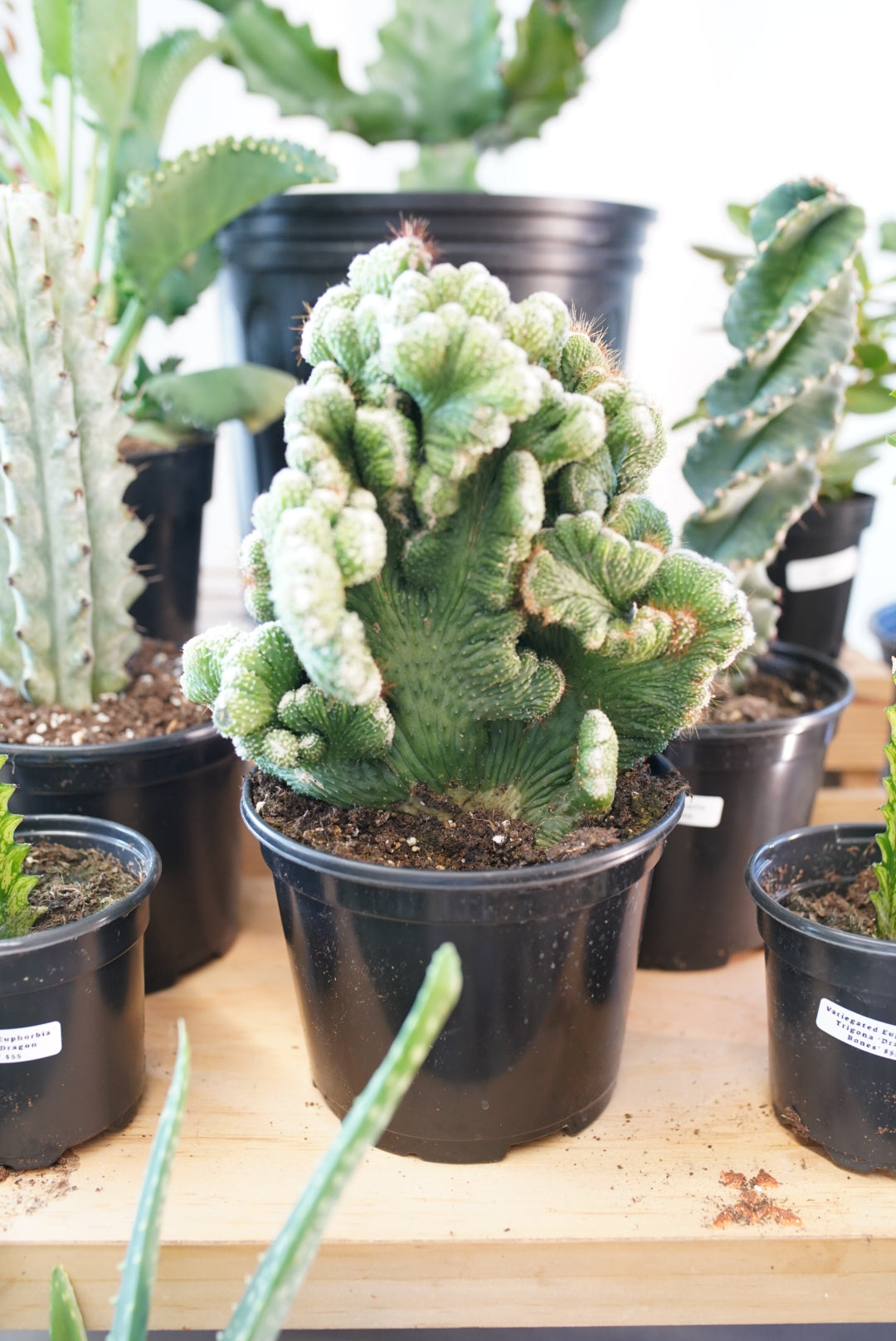 Coral Cactus, a.k.a Euphorbia lactea 'Cristata'