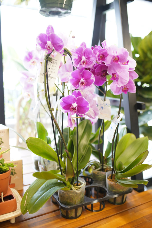 Phalenopsis Orchid - colorful