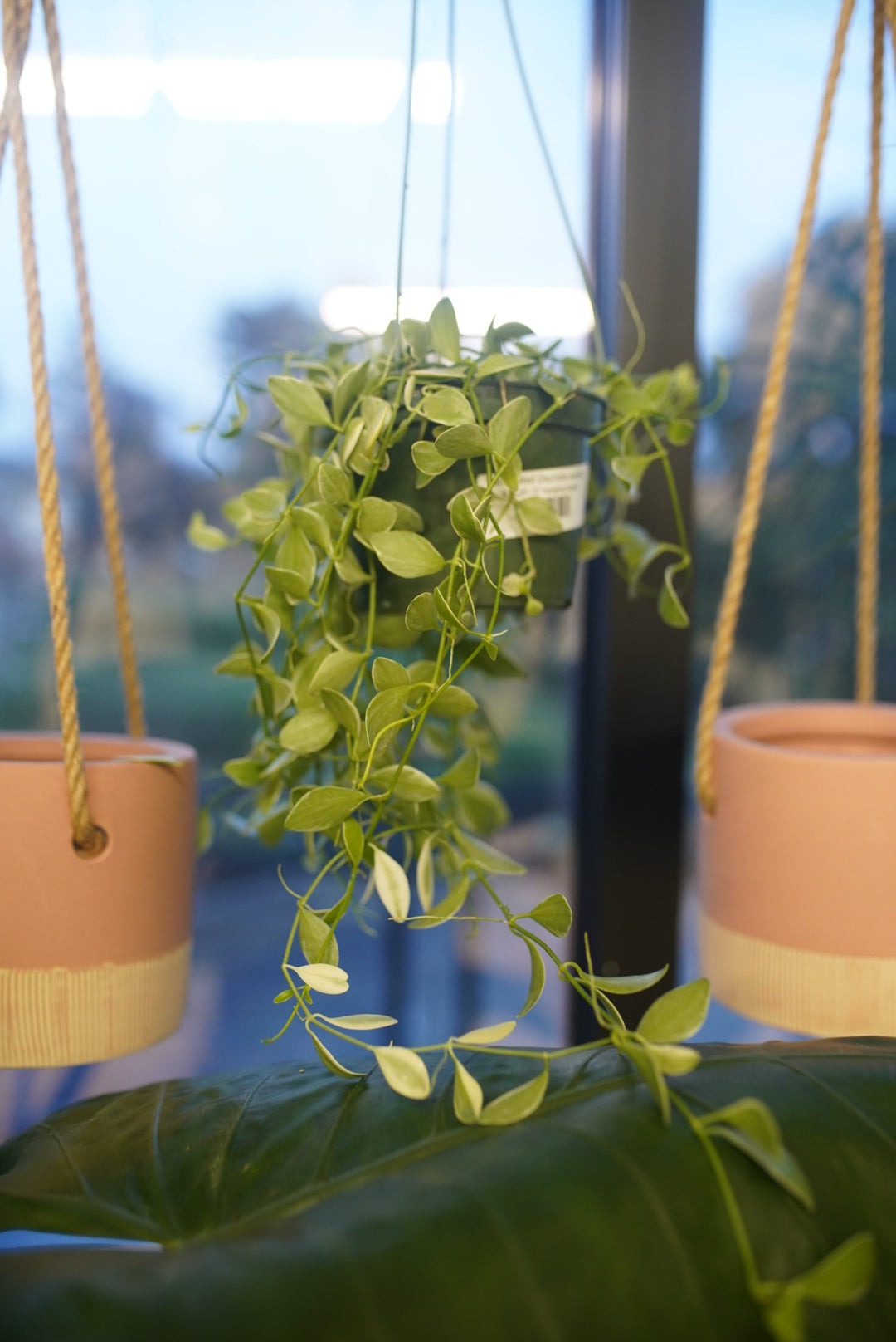 Variegated Dischidia oiantha