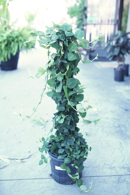 Rhaphidophora Korthalsii