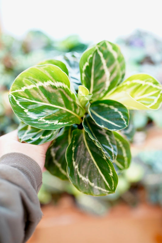 Calathea Green Lipstick