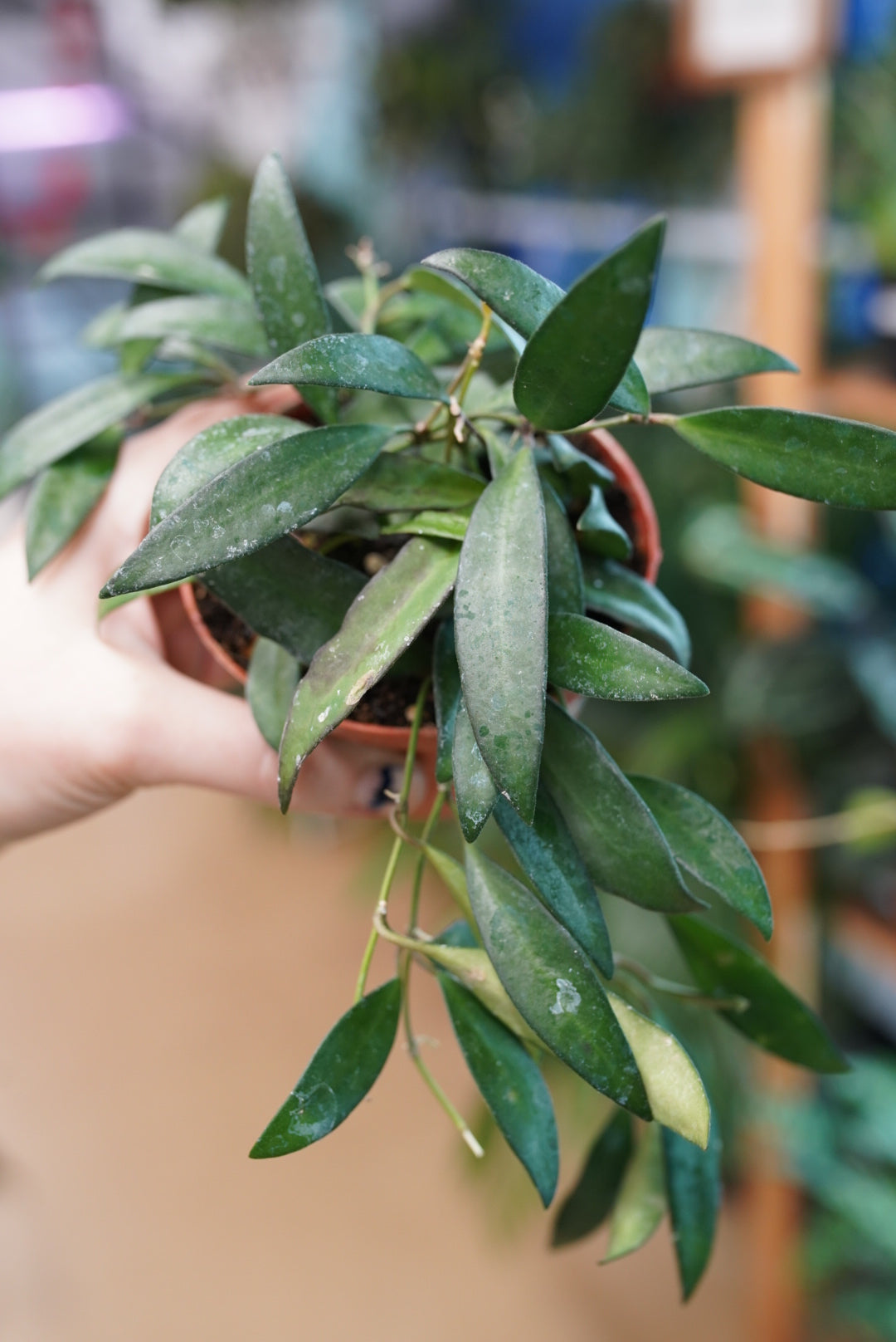 Hoya Wayetii