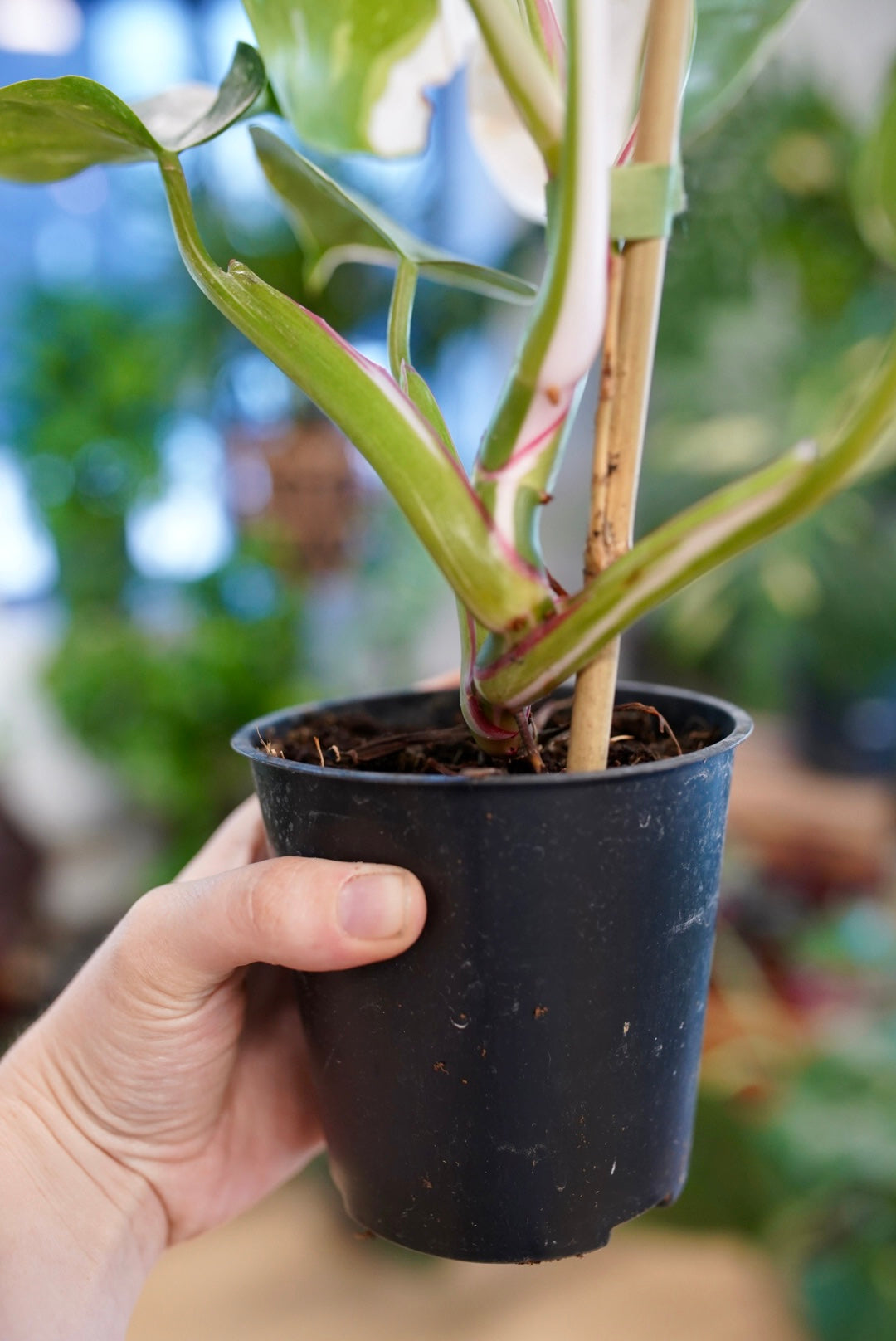 White Princess Philodendron