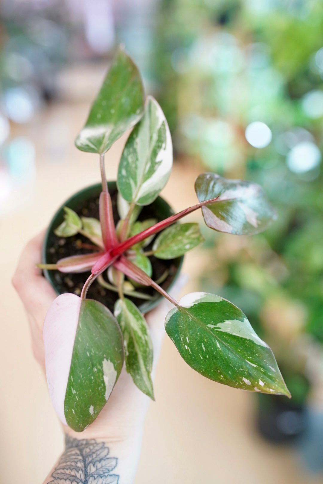 Pink Princess outlets Philodendron, Pick your own!