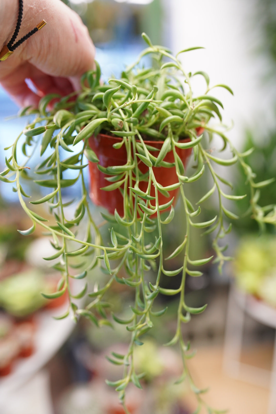 Senecio radicans-String of Fishhooks