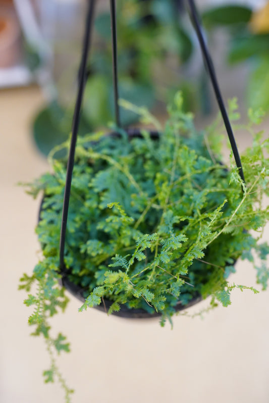 Peacock Fern 'Rainbow Moss' (Selaginella uncinata)