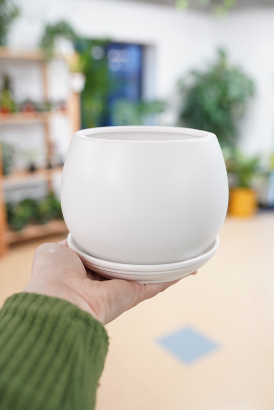 White Bowl Planter with Saucer