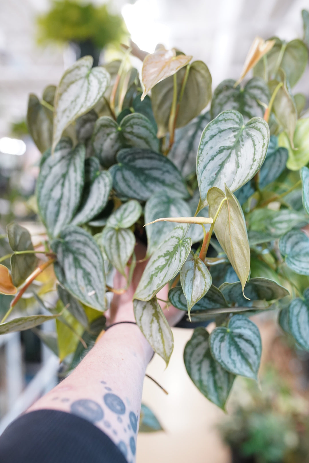 Philodendron brandtianum 'Brandi'