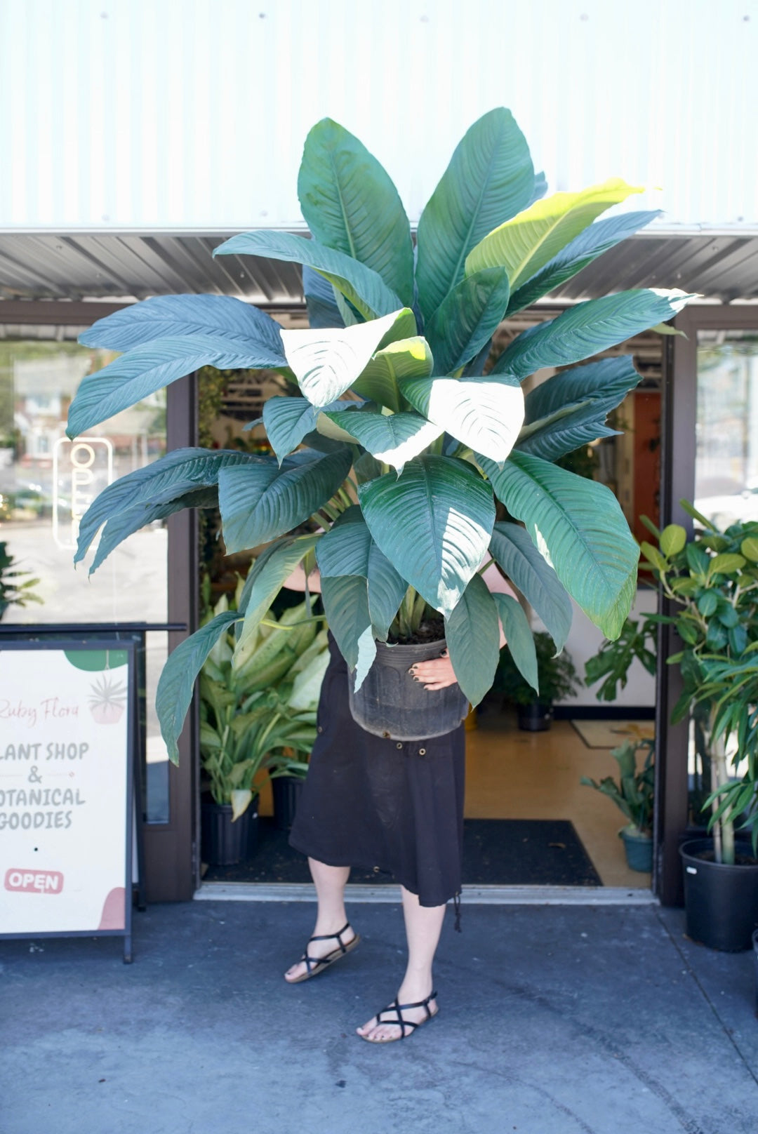 Spathiphyllum Sensation